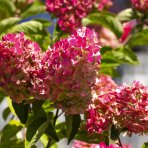 Hortenzia metlinatá (Hydrangea paniculata) ‘LIVING RASPBERRY PINK’® by LIVING CREATIONS® - výška 20-30 cm, kont. C1,5L